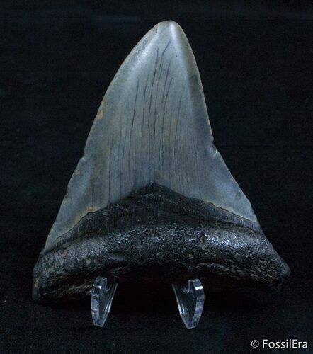 Bargain + Inch Megalodon Tooth #2332